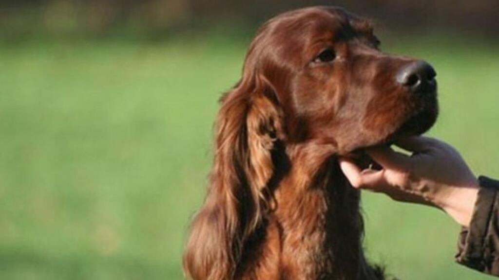 Caroline Kisko of the Kennel Club, which organises Crufts, said the poison is thought to have been given on a piece of beef that was still largely undigested when the autopsy was performed on Saturday morning March 7th “and food is usually absorbed in dogs within six hours”