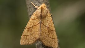 Global warming bringing new species of moths to Ireland