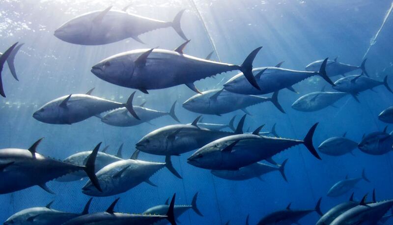 Atlantic bluefin tuna