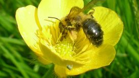 The challenging art of pollen forecasting