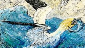 Gannet population continues to thrive despite human threat to its numbers