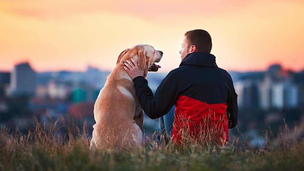 A UCD study has found that dog owners are not much better informed on the law than non-owners. Photograph: iStock