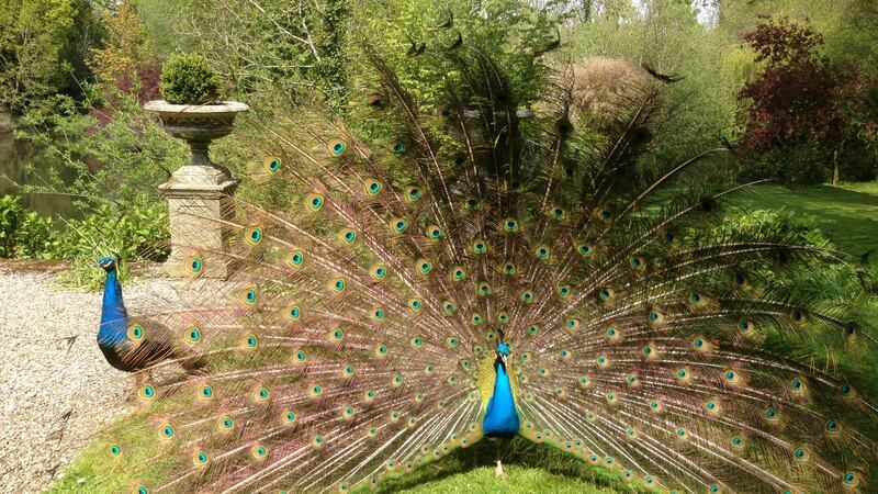 Peacocks on the lawn at Marlfield House