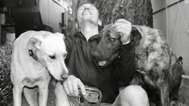 Three Wild Dogs (and the Truth) by Markus Zusak: When the family pets are ‘complete b*stards’ but also ‘beautiful darlings’