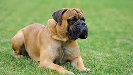 Call for new law on dangerous dogs after woman dies in Galway attack