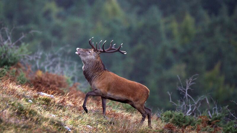 A red stag on Mangerton Mountain, Killarney, indigenous to Killarney National Park. Photograph: Valerie O’Sullivan