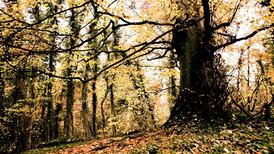 Branches of folklore: the Irish oak, ash, yew and birch