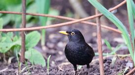 How do I stop birds uprooting my vegetable seedlings?