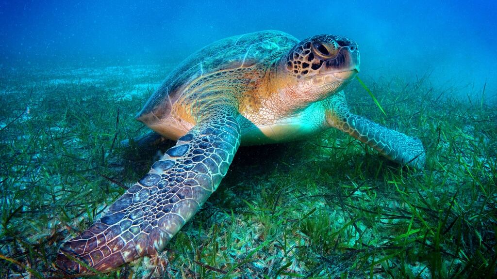 Vulnerable: the loggerhead sea turtle is an endangered species. Photograph: E+/iStock/Getty