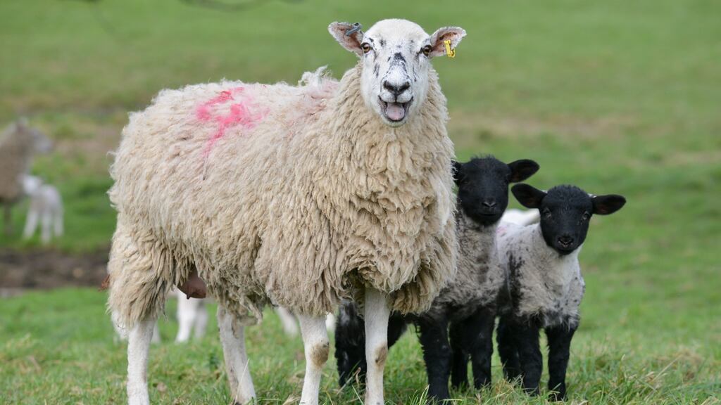 A file image of a sheep and her lambs. Image: iStock.