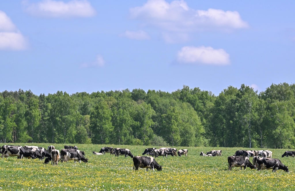 More than 110,000 dairy bull calves exported, killed in factories or died on farms aged under six weeks last year. Photo by Yuri Kadobnov / AFP