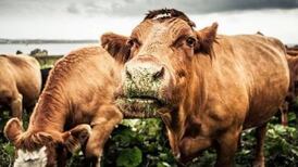 Ireland improved on climate change last year, report says