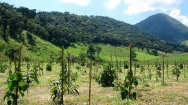 Monumental task  of replanting forests on  ‘landscape-scale’