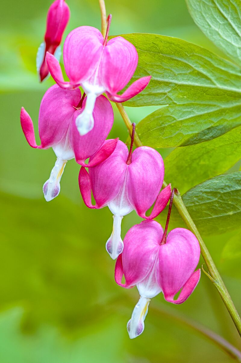Lamprocapnos spectabilis, or Asian bleeding heart