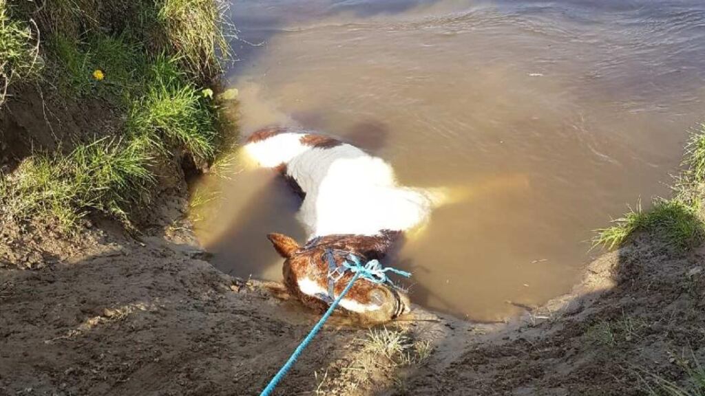 About eight people spent a number of hours trying to pull the pony from the water but by the time they managed to get the animal out river he was too weak to survive.