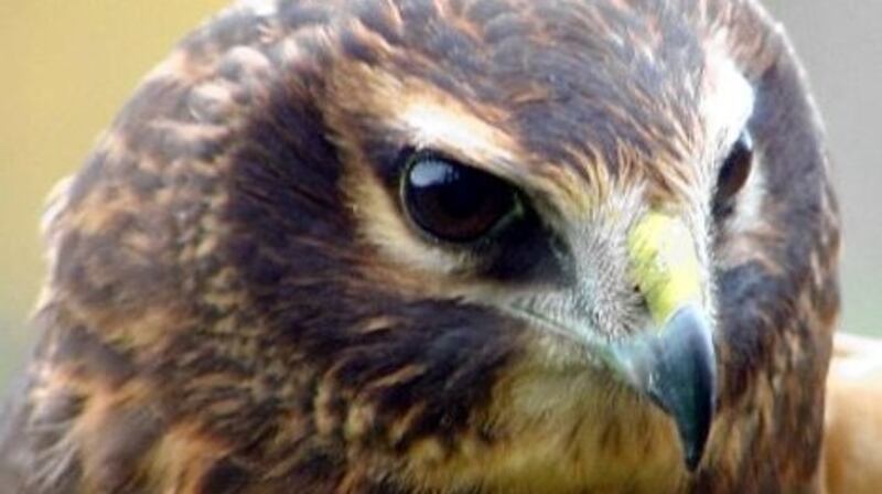 The hen harrier: The threat of rapid population collapse in Ireland is very real.
