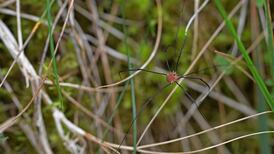 A daddy-long-legs fly, toy soldier lichen and murderous swans