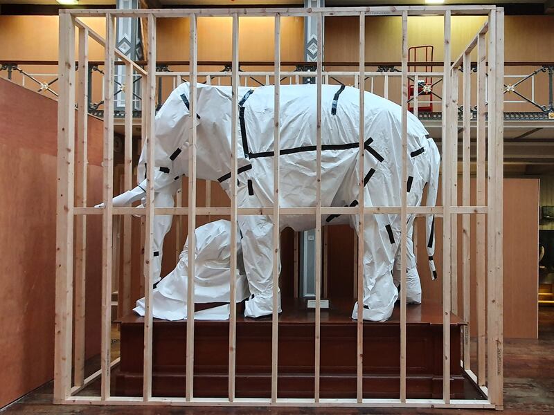 The Dead Zoo: an elephant ready to be moved from the Natural History Museum in Dublin. Photograph: Paolo Viscardi/National Museum of Ireland