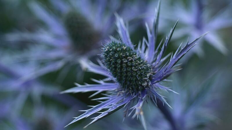 The steely-blue flowers of perennial eryngiums. Photograph: Richard Johnston