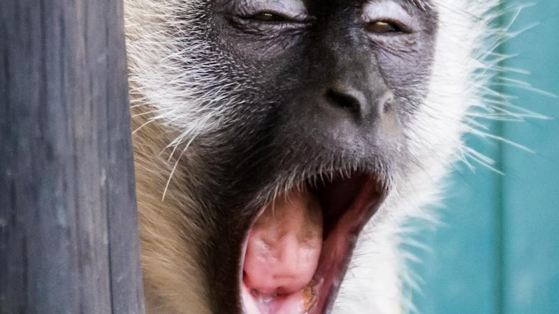 Yawning:  An activity that spans many species barriers. File photograph: iStockPhoto