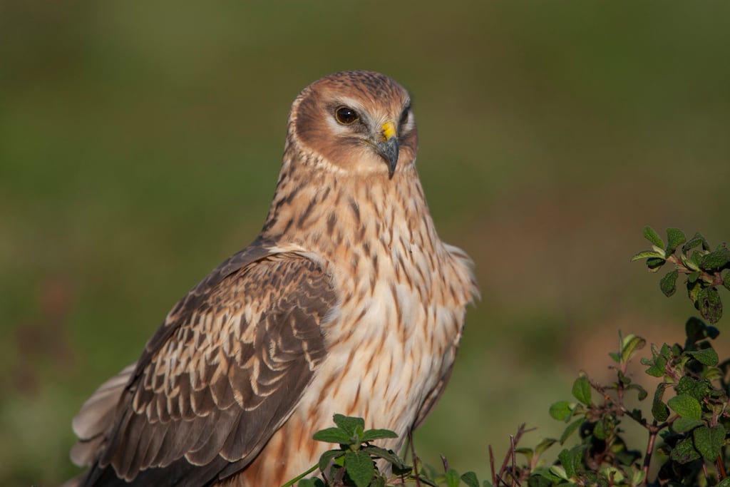 The windfarm would have removed 63 hectares of breeding and foraging area suitable for the hen harrier. Photograph: iStock