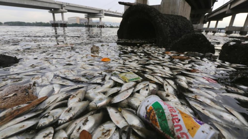 Dead fish float on the edge of Guanabara Bay, a part of which is the Rio 2016 Olympic Games sailing venue, earlier this year. Photograph: Getty Images.