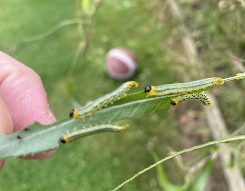 Birch sawfly larvae – Nematus septentrionalis. Photograph via Oran Kennedy