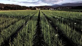 Meet the farmer who grows flowers for Chanel