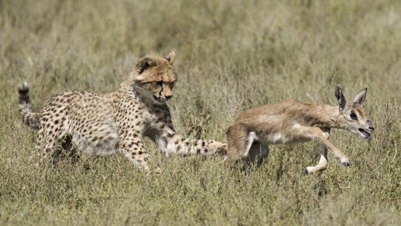 Cheetahs: built for speed, not strength. Photograph: Thinkstock