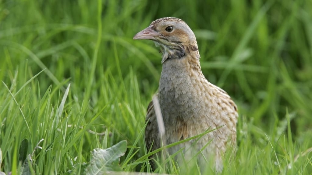 The latest report of the Corncrake Conservation Project indicates that the number of calling males in Ireland last year was 151, up 11 on the previous year. Photograph: Andy Hay/RSPB/PA Wire