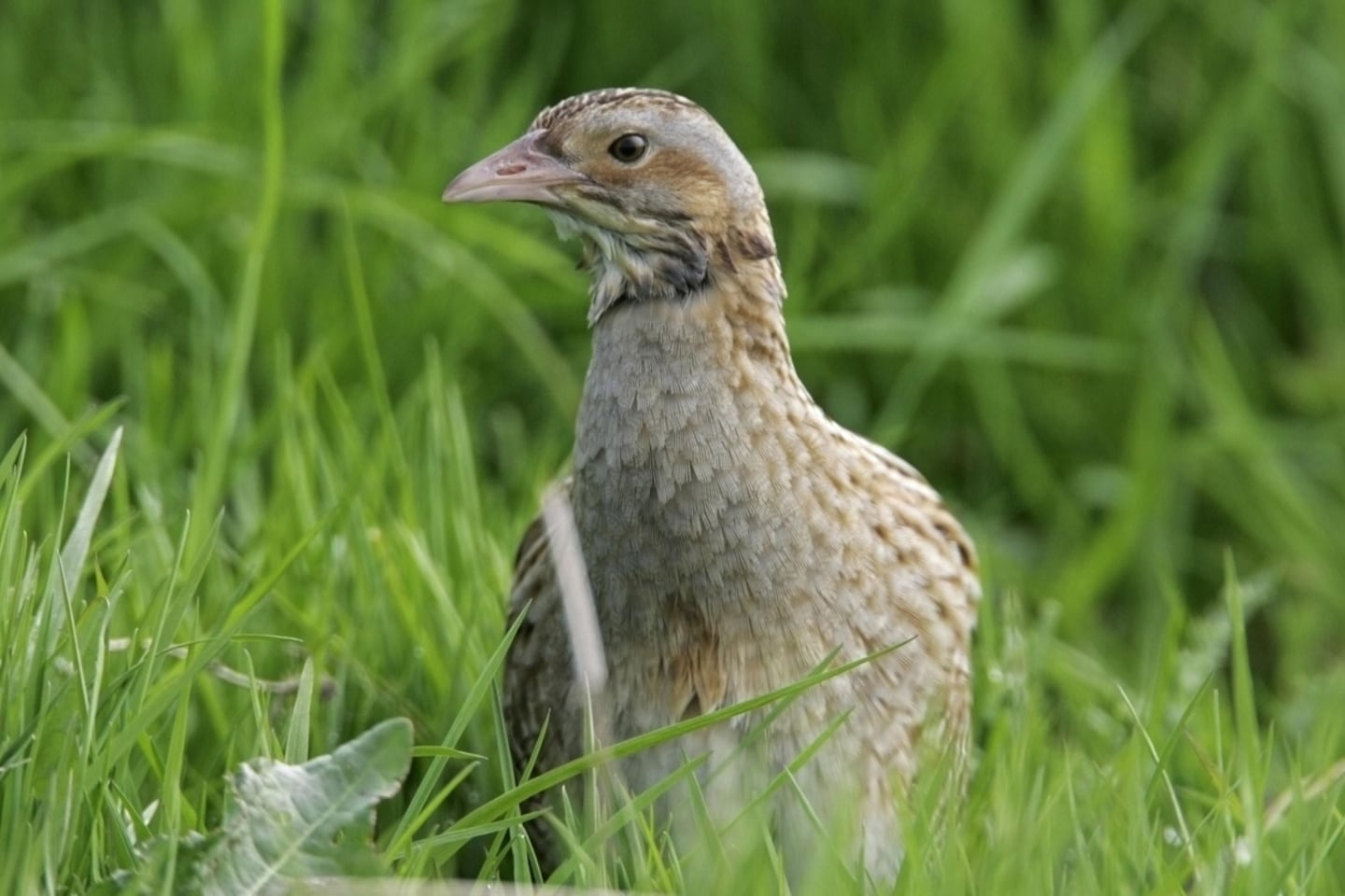 There’s nothing inevitable about extinction. It’s possible to reverse our way out