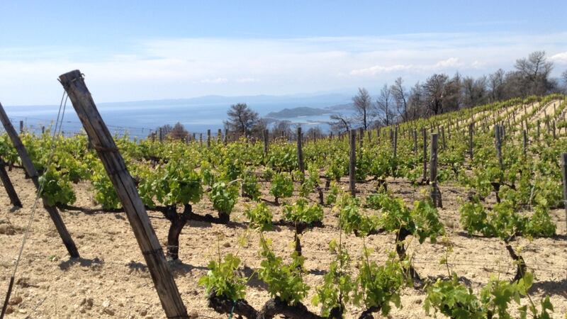 As it is now officially summer, let us keep the Sauvignon theme going.