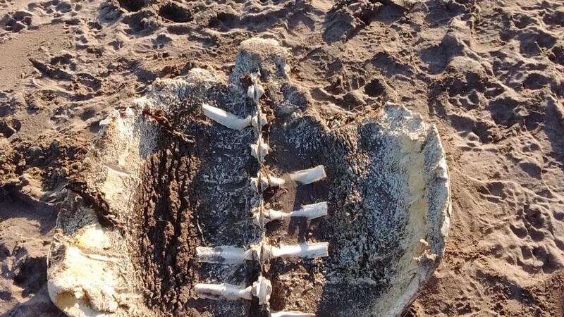 Eyes on nature: the decayed leatherback turtle that Clair Shannon’s husband found on the beach in Ventry, Co Kerry