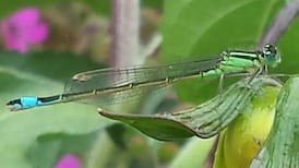 Eye on Nature: Your notes and queries for Ethna Viney