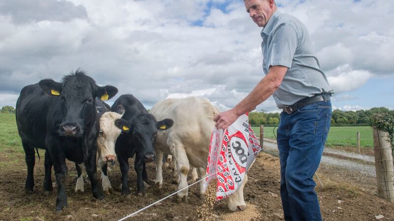 Farmer John Coughlan pictured on his farm in Buttevant, Co. Cork. He needs 550 kgs of meal (over half a tonne) extra per day since mid-June to feed his animals due the grass shortage.Pic Daragh Mc Sweeney/Provision