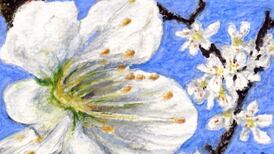 Ireland’s historic hedgerows the essential corridors of nature