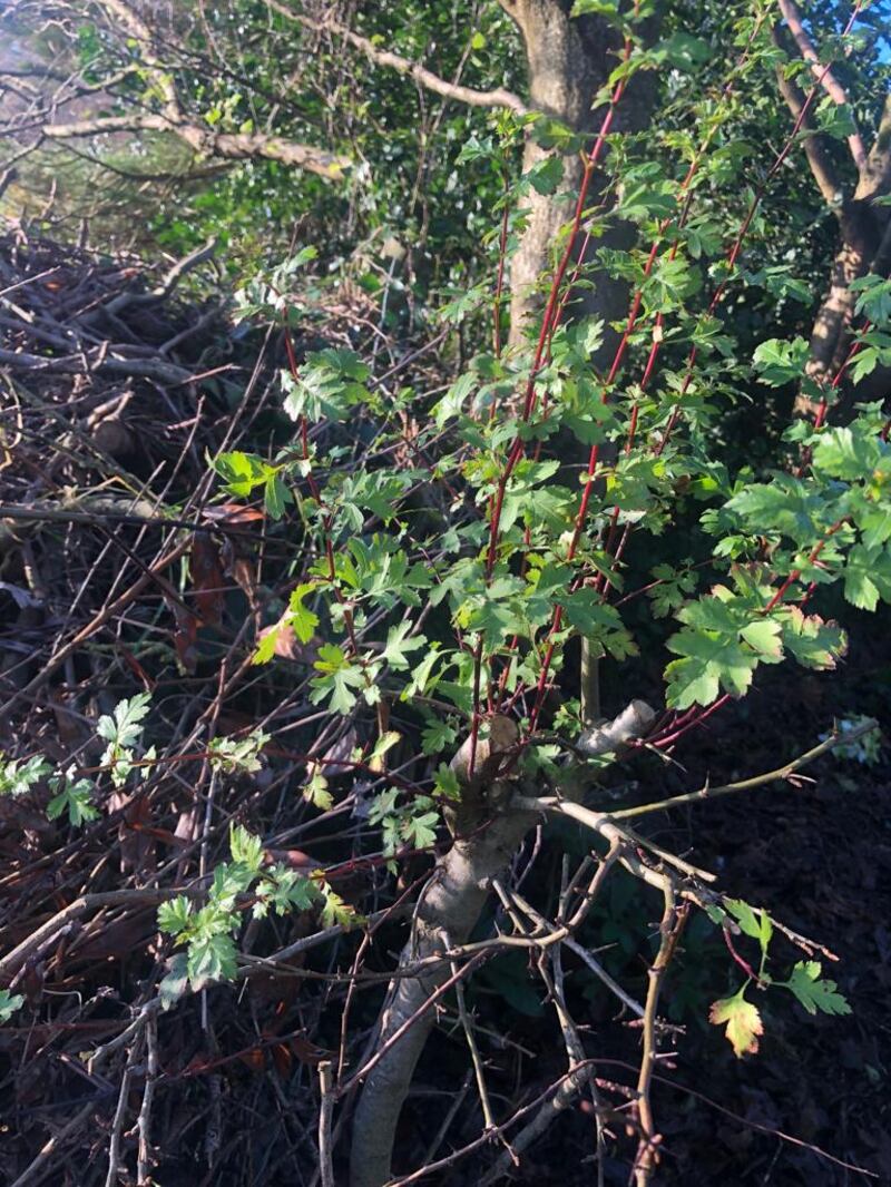 Hawthorn tree in leaf. Photograph: M Maloney
