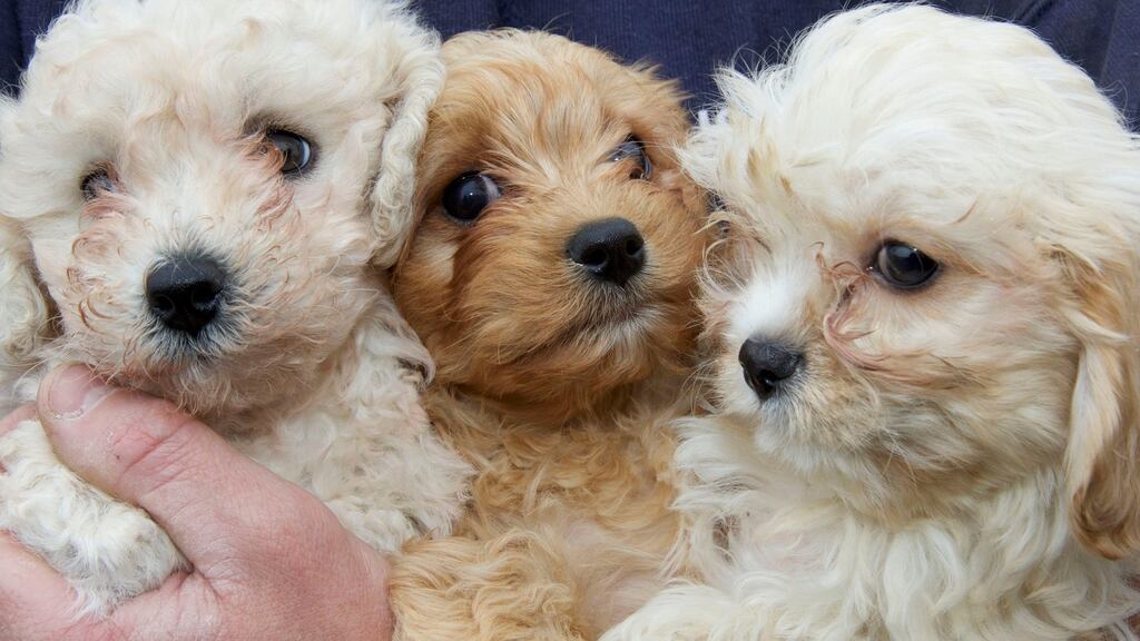 Three of 10 puppies that have been seized by protection officers as part of investigations against suspected illegal dog breeding. Photograph: PA