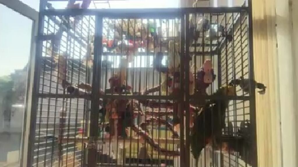 Escobar the parrot has been getting Martin O’Neill’s Ireland with a rendition of The Fields of Athenry. Photograph: Facebook