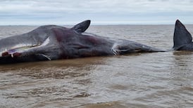 She That Lay Silent-Like Upon Our Shore by Brendan Casey: Storytelling at its most primal