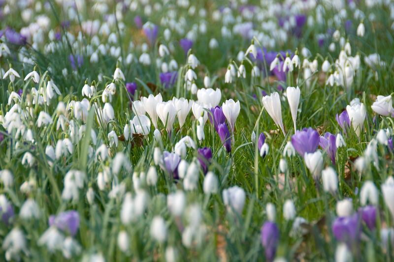Field of crocuses and snowdrops. Photograph: Getty