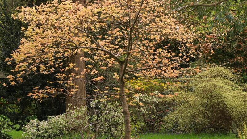 Drifts of blue and white bluebells flowering in the woodland gardens of Mount Usher in Co Wicklow. Photograph: Richard Johnston