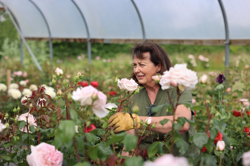 Susan Lynch of Vintage Rose Company, Oldtown, Co Dublin.
Photograph: Dara Mac Dónaill