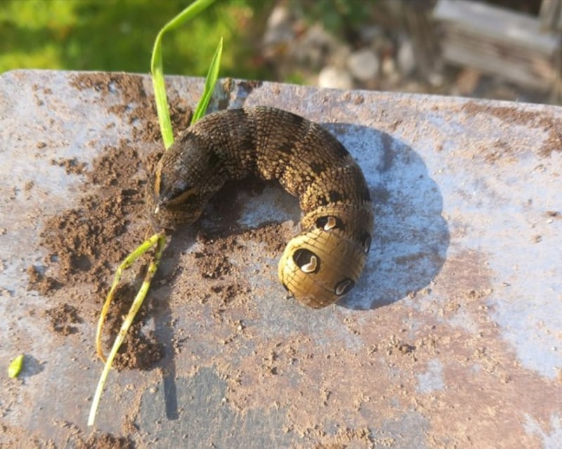 An elephant hawk moth caterpillar. Photograph: Toni Mc Loughlin