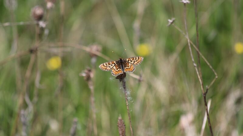 Marsh Fritillary Butterfly: last seen in Offaly in 1995
