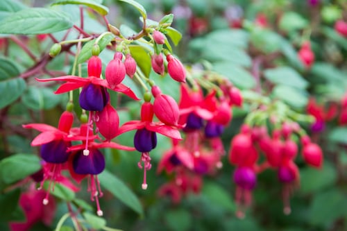 Thought fuchsia and montbretia were native Irish plants? Think again