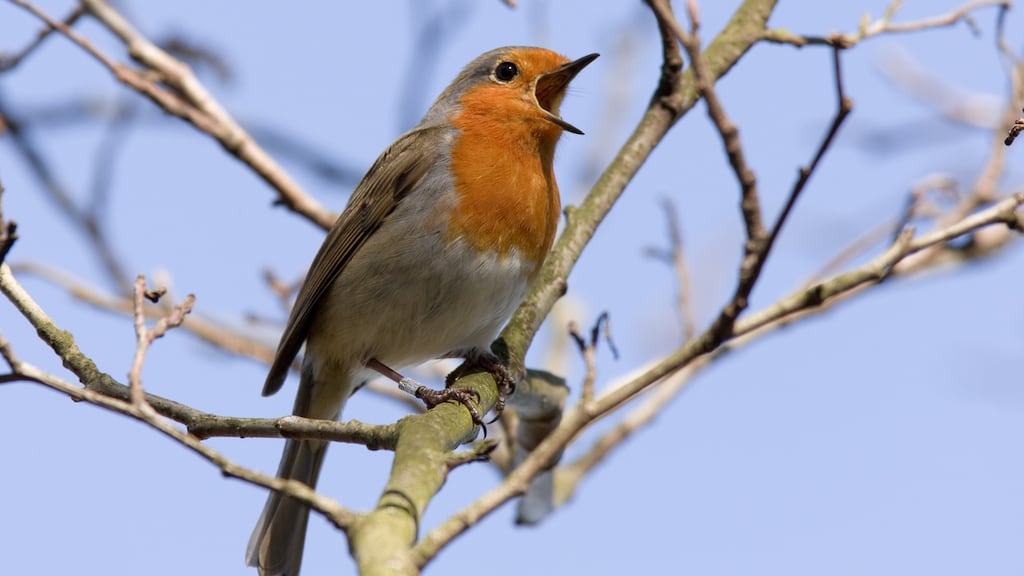 ‘It was morning when the bird surprised me and drew me away from the mundane world of doctors and medical anxieties.’ Photograph: iStock