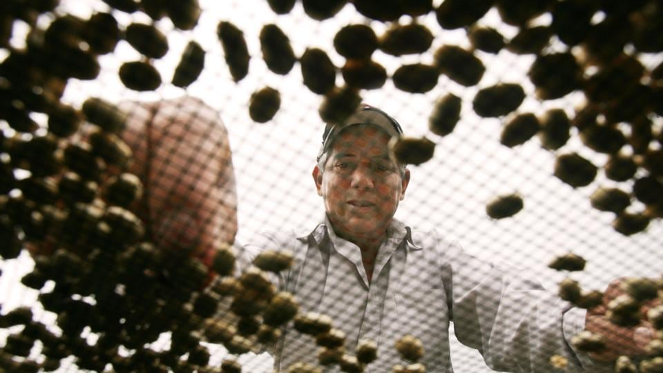 Selecting coffee beans during the harvesting process at a plantation in Jinotega, Nicaragua. Photograph: Susana Gonzalez/Bloomberg News