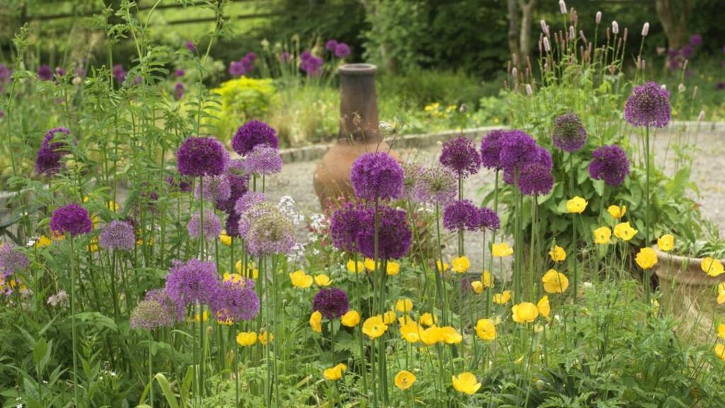 Self-seeding plants Allium hollandicum ‘Purple Sensation’ and the Welsh poppy, Meconsopsis cambrica, putting on a colourful display in Fionnuala’s garden earlier this month. Photograph: Richard Johnson
