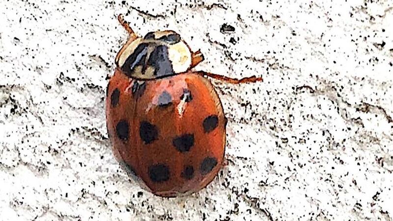 The invasive, alien harlequin ladybirds